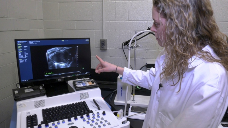 PhD candidate Leslie Ogilvie points to a screen that shows a mouse heart chamber, which researchers at the University of Guelph analyzed as part of their study. (Spencer Turcotte/CTV Kitchener)