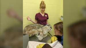 Injured lynx sedated at Sudbury wildlife centre after arriving with two broken hind legs. (Turtle Pond Rescue Centre)