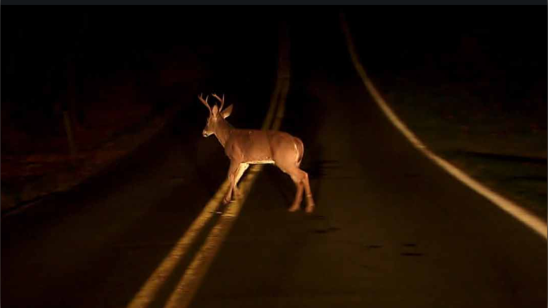 Deer cross the road in front of traffic. March 28, 2022 (Source: Barrie Police Service)