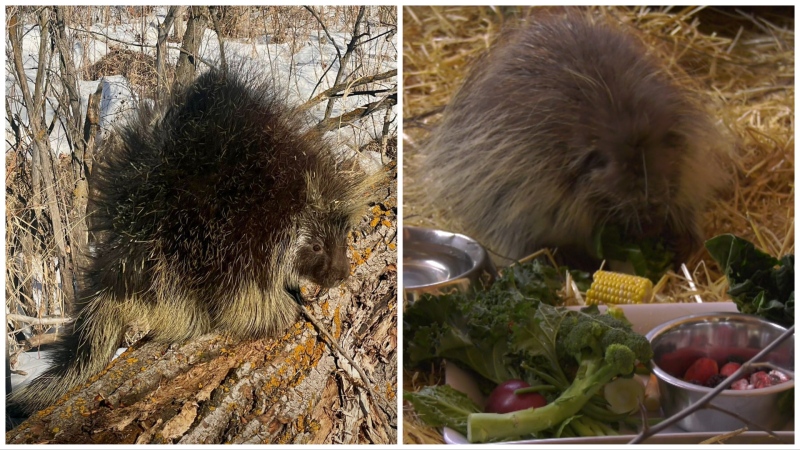 Two porcupines that wildlife rescuers in Edmonton believe were involved in the first successful porcupine blood transfusion in North America. (WILDNorth and CTV News Edmonton)