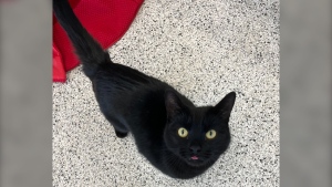 Take Me Home Tuesday: Alex the black cat. March 23/23 (Jessica Gosselin/CTV Northern Ontario)
