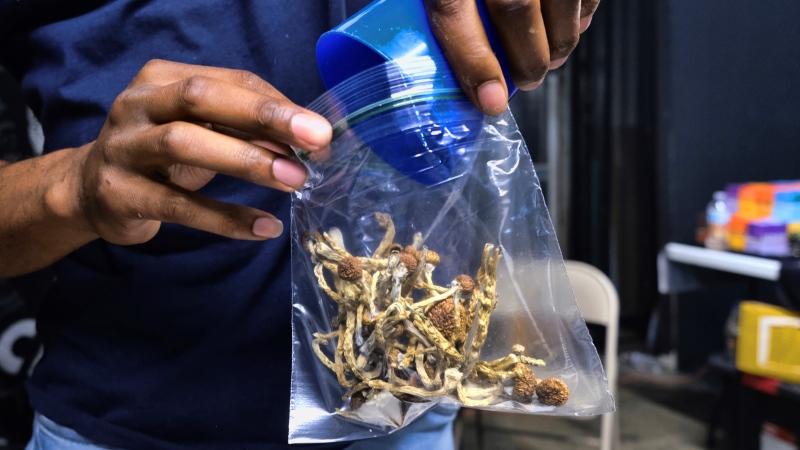 A vendor bags psilocybin mushrooms at a pop-up cannabis market in Los Angeles on May 24, 2019. (AP Photo/Richard Vogel, File) 