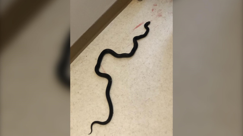 An Edmonton man says he found a metre-long snake that's native to the U.S. in his apartment building (Supplied).