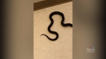 Man finds snake in apartment