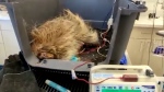 Blood transfusion performed on porcupines