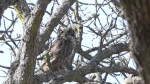 A family of great horned owls is nesting in a open area in Beacon Hill Park. (CTV)