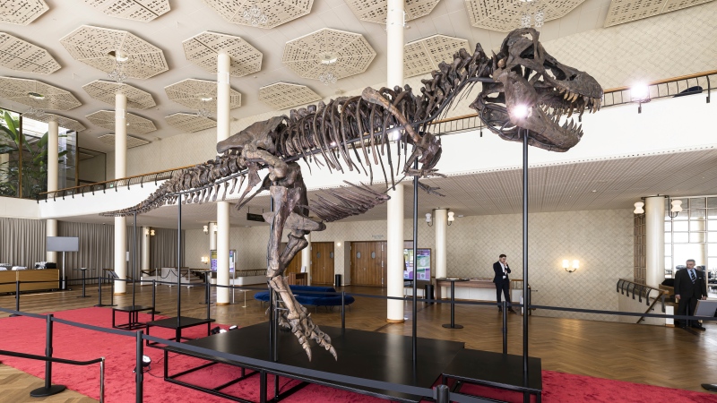 Visitors watch the skeleton of a Tyrannosaurus rex named Trinity, during a preview by auction house Koller at the Tonhalle Zurich concert hall, on Wednesday, March 29, 2023 in Zurich, Switzerland. The 11.6 metre long, 3.9 metre high and 67 million year old T-Rex skeleton was assembled from three specimens excavated from 2008 to 2013 in the Hell Creek and Lance Creek formations in the U.S. states of Montana and Wyoming. (Michael Buholzer/Keystone via AP)
