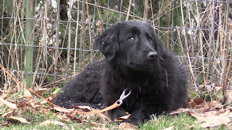 One of the dogs recovered from Huron County on March 24, as seen on March 29, 2023. (Scott Miller/CTV News London)