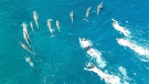 A group of people is swimming toward a pod of dolphins in Hōnaunau Bay, Hawaii, on March 26. (Source: DLNR)