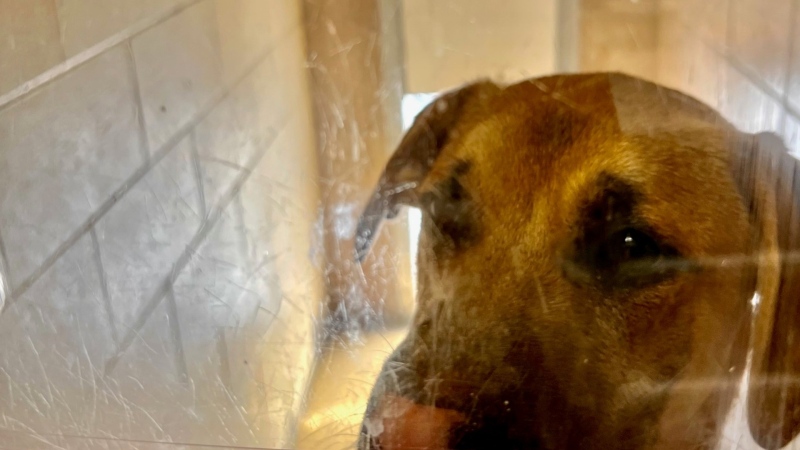 Six-month-old puppy, Vincent, looks out his kennel as he waits at the Georgian Triangle Humane Society  to be adopted. (Courtesy: Georgian Triangle Humane Society)