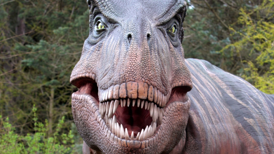 Tyrannosaurus rex dinosaur replica