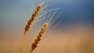 A field of wheat is pictured near Cremona, Alta., Tuesday, Sept. 6, 2022. THE CANADIAN PRESS/Jeff McIntosh