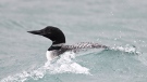 A loon swims atop choppy waters in Sarnia, Ont. on March 25, 2023 in this viewer-submitted image. (Source: Ronny D'Haene)