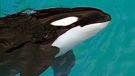 B.C. orca to be returned from captivity in U.S.