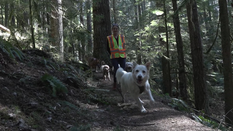A dogwalker says three pups were hit in the face with pepper spray during a recent hike on a popular North Vancouver trail. 