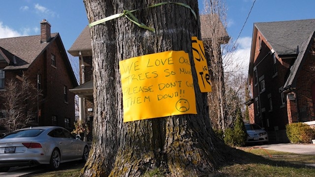 One of a number of trees along Regent Street with signs calling for them to be saved. March 30, 2023. (Gerry Dewan/CTV News London)
 