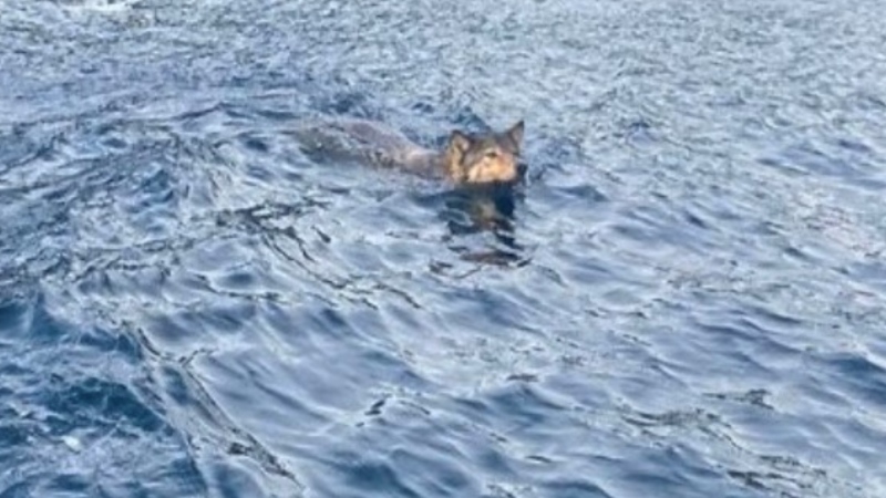 The coastal wolf is pictured swimming off Vancouver Island. (Maxine Gillette)