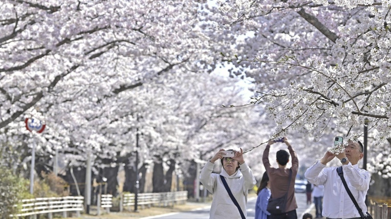 Visitors take photos of cherry blossoms in Tomioka town, Fukushima prefecture, Japan Saturday, April 1, 2023. (Kyodo News via AP)