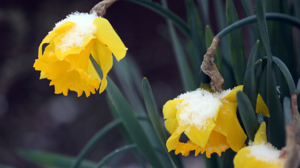 Daffodils droop in a public garden