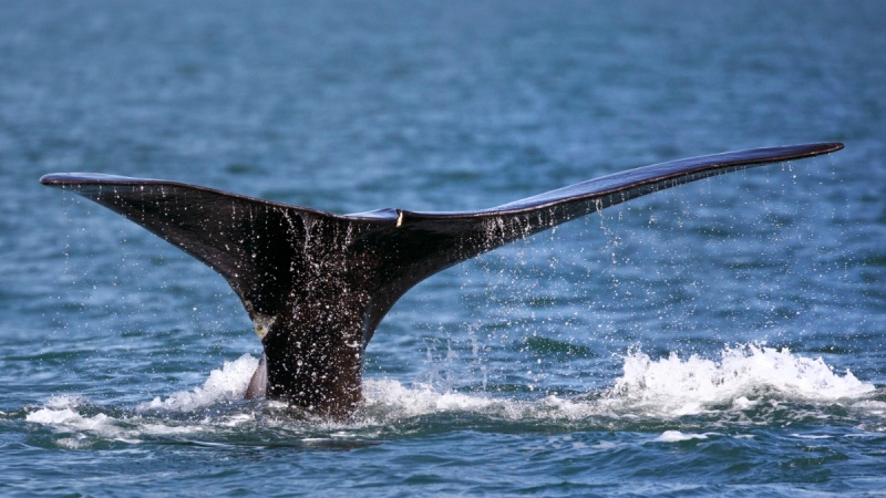 A North Atlantic right whale appears at the surface on March 28, 2018, off the coast of Plymouth, Mass. (AP Photo/Michael Dwyer, File)