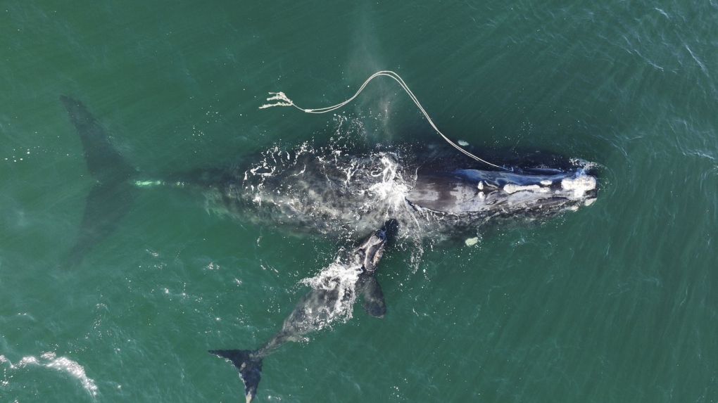 endangered North Atlantic right whale 