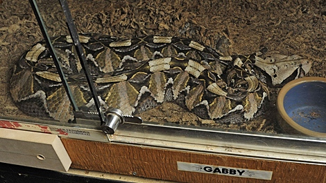 Toronto Zoo officials allowed the media to view 'Gabby,' the seized Gaboon viper, as it lay in a locked cage on Friday, Jan. 29, 2010.