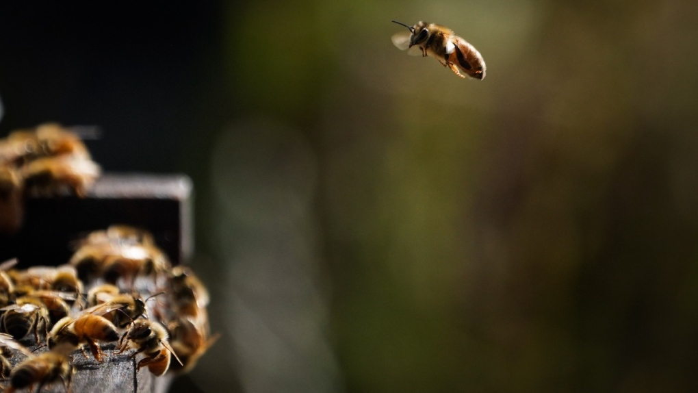 A honeybee flies outside a bee hive