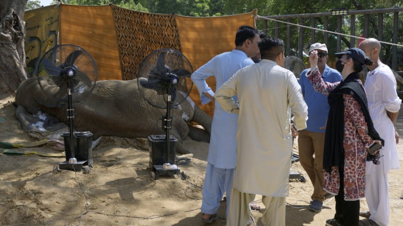 Unidentified officials stand near the body of an elephant named 'Noor Jehan' at a zoo in Karachi, Pakistan, Saturday, April 22, 2023. The critically ill elephant that underwent a critical medical procedure by international veterinarians early this month, has died at a Pakistani zoo, officials said Saturday. (AP Photo/Fareed Khan)