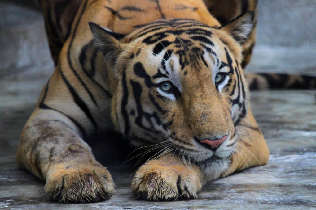 A Royal Bengal tiger