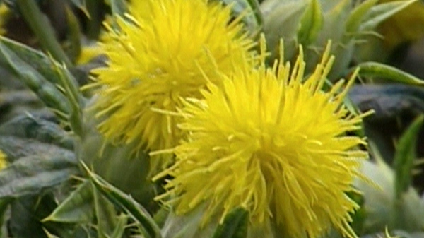 Safflower Plant Facts and Uses: Vegetable Oil, Dye, and Insulin - Owlcation