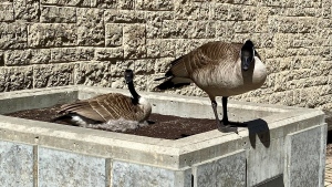 A female goose is nesting while her male companion is standing guard. The nest has been set up in a planter box at the Fletcher Argue Building on the U of M campus. (May 2, 2023. Source: Scott Andersson/CTV News)