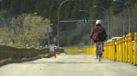 A bicyclist rides down Victoria Park Road in Edmonton in a lane the city closed to vehicular traffic for pedestrian use during the summer. (File photo / CTV News Edmonton) 