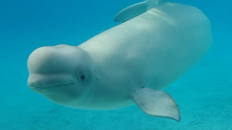 A beluga at Marineland can be seen above. (marinelandofcanada/Instagram)