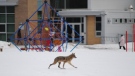 A coyote wanders through a playground in south Ottawa, while children play outside. Viewer photo submitted by: Coun. Diane Deans' office.