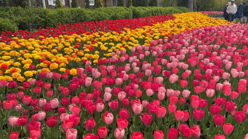 The tulips in bloom at Commissioners Park in Ottawa in 2023. (Josh Pringle/CTV News Ottawa)