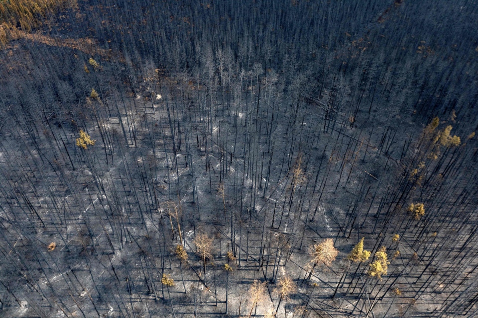 A burnt landscape