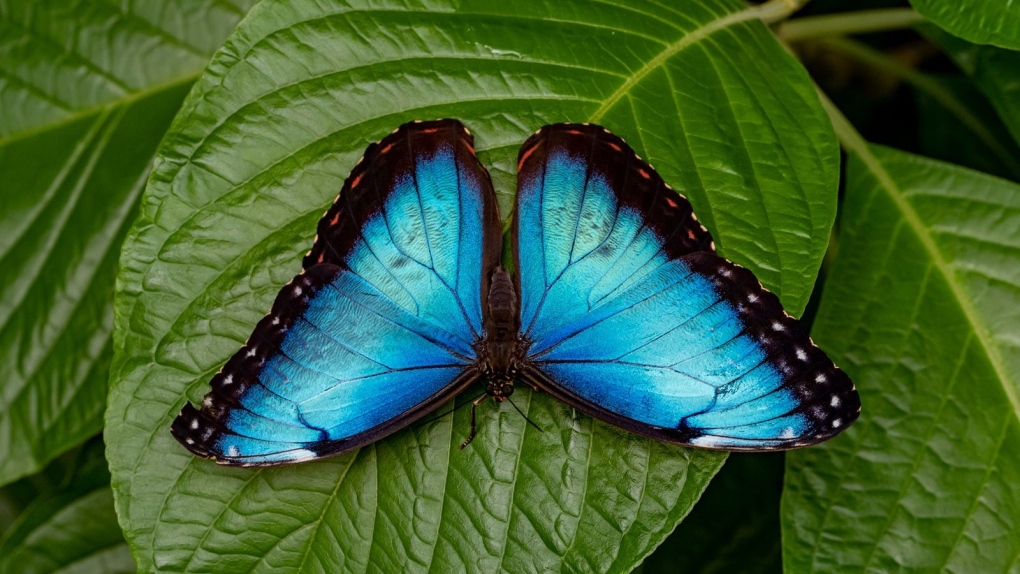Evolution: Fossils reveal butterflies' history