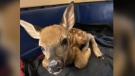 A photo of the fawn. (Submitted/Guelph Humane Society)
