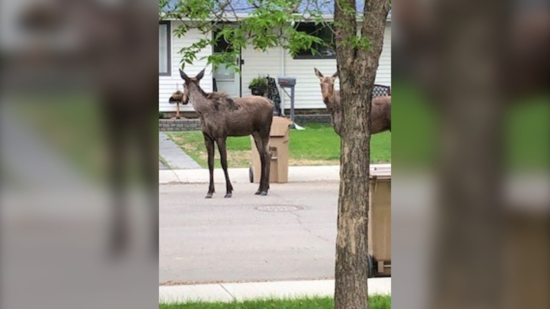 Two moose were spotted on Pickard Street at around 7 a.m. on Tuesday, May 23. (Courtesy: Diana Wilson)