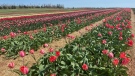 Tulips are pictured in a field in rural Prince Edward Island. (Jack Morse/CTV Atlantic)