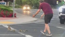 Man killed while helping ducks cross road