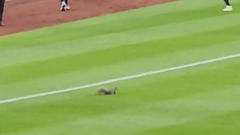 Squirrel goes 'nuts' at Yankees-Orioles game