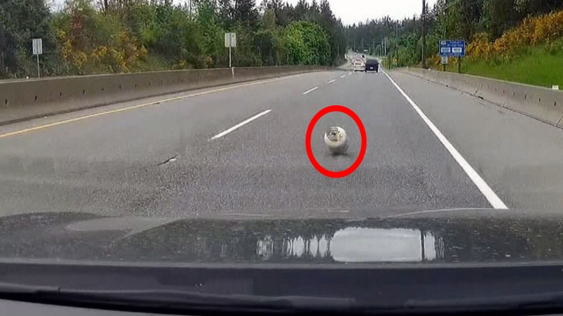 A frightening dashcam video shows a rogue propane tank bouncing towards a driver on a Vancouver Island highway.