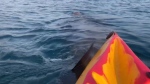 A basking shark swims under a kayak off the coast the Cork, Ireland, on May 22, 2023. (Source: Louise Barker via Storyful)