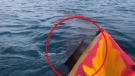 Irish kayakers' close encounter with curious shark