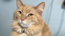 FILE: An orange tabby cat is seen in Framingham, Mass. (Daniel J. Rowe, CTV News)
