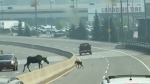 This screengrab from a video submitted by Rodney Pierre shows a baby moose and its mother on a B.C. highway. 