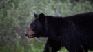 A black bear is seen near Lake Louise, Alberta, June, 2020. (THE CANADIAN PRESS/Jonathan Hayward)