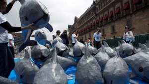 World Wildlife Fund employees and volunteers remove papier mache replicas of the critically endangered porpoise known as the vaquita marina following an event in front of the National Palace, calling on the Mexican government to take additional steps to protect the world's smallest marine mammal, in Mexico City, Saturday, July 8, 2017. (AP Photo/Rebecca Blackwell)