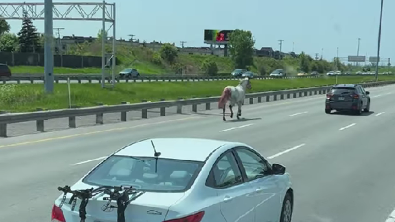 An injured horse is seen running on Highway 40 through Repentigny, Que. on May 27, 2023 (Photo courtesy of Marco Lelievre)